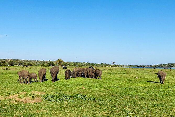 Minneriya National park Safari Sri Lanka - Jeep ride comfort and how to enjoy the ride without missing the animals