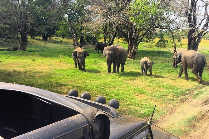Minneriya National park Safari Sri Lanka - Your safari plan in plain terms (what you’ll do, in order)