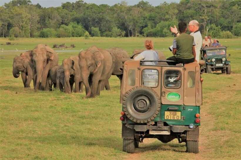 Minneriya National Park Wild Elephant Safari - Private - Wildlife beyond elephants: a good safari should feel alive