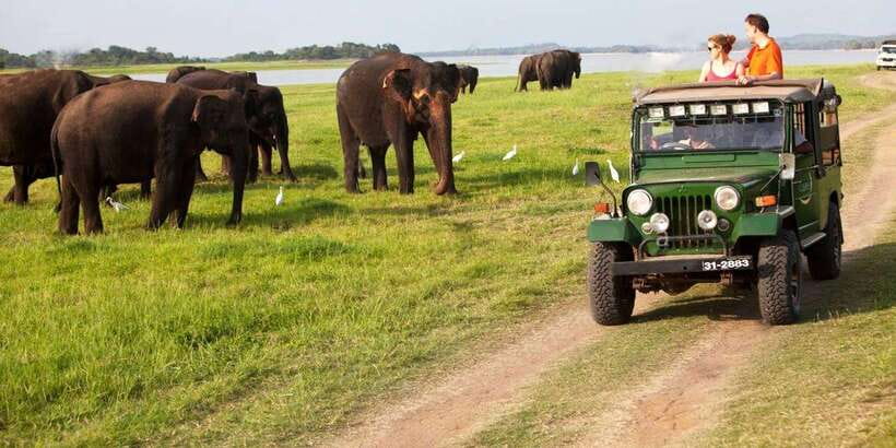 Minneriya: Private Jeep Safari From Trincomalee - Key things to know before you go
