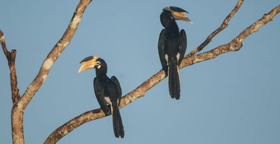 Minneriya: Private Jeep Safari From Trincomalee - What to bring, and the rules that keep the park safe