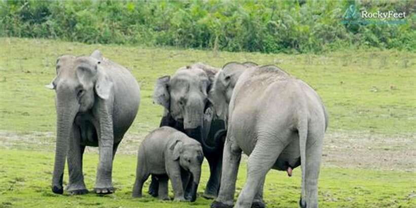 Minneriya: Private Jeep Safari From Trincomalee - Minneriya from Trincomalee, with a private jeep feel