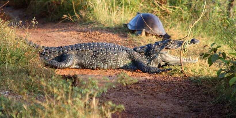 Minneriya: Private Jeep Safari From Trincomalee - Elephant Gathering: why the dry season is the magic key