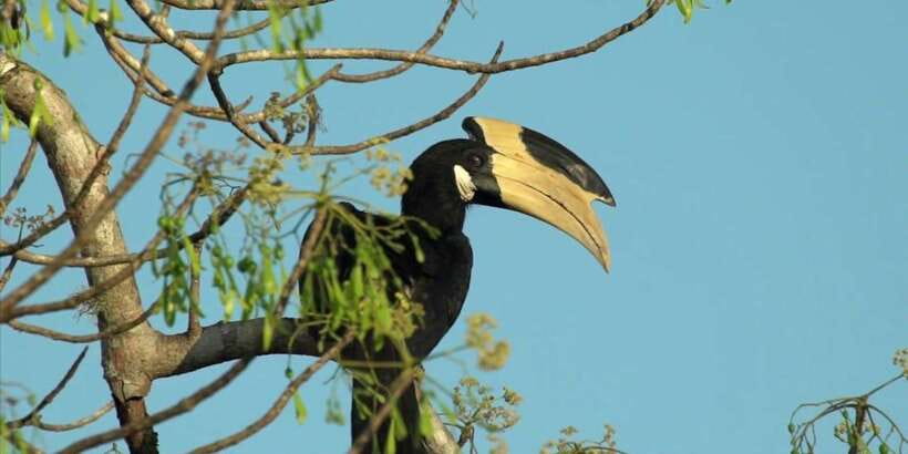 Minneriya: Private Jeep Safari From Trincomalee - Birds, plus the animals you hope for but cannot force