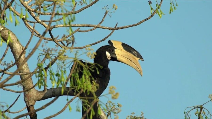 Minneriya: Private Jeep Safari From Trincomalee - The non-safari stops: spice garden, gems, and wood carvings