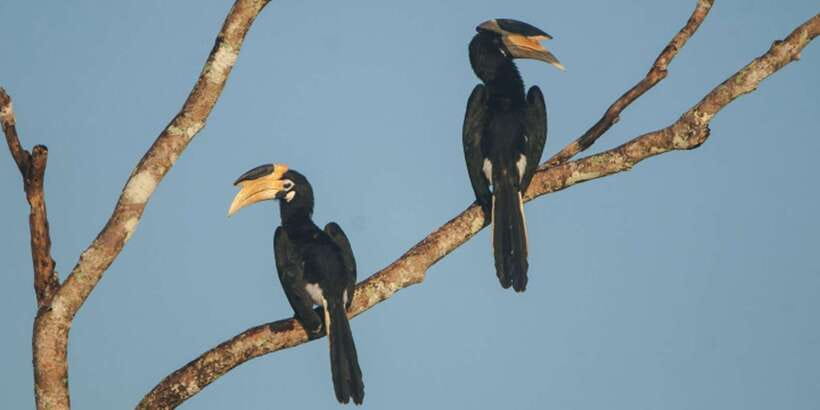 Minneriya: Private Jeep Safari From Trincomalee - Price and value: what $159 per person really covers