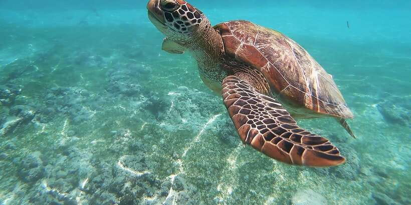 Mirissa: Snorkeling Experience with Turtles - Gear, safety, and the guides you want watching you