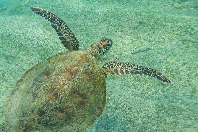 Mirissa Unforgettable Snorkeling Experience with Turtles - The Onshore Photo Spot, Plus Snack Timing That Makes Sense