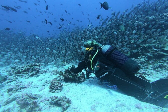 Mirissa Unforgettable Snorkeling Experience with Turtles - Freshwater Bath Afterward, and Comfort Tips That Matter