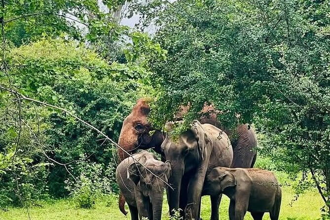 Mirissa, Weligama, Ahangama Transfer to Ella and Udawalawa Safari - What the Included Food Feels Like Before the Park