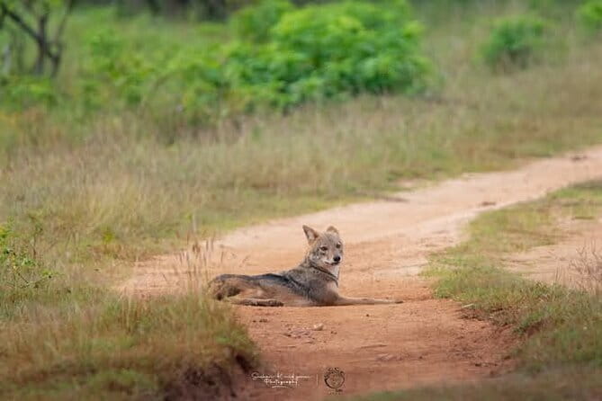 Mirissa, Weligama, Ahangama Transfer to Ella and Udawalawa Safari - Morning vs Midday: Picking the Timing That Fits
