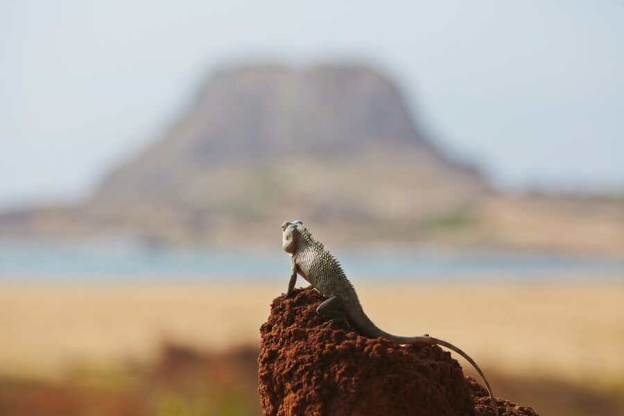 Mirissa/Weligama/Galle/Tangalle: Drop to Ella & Yala Safari - The guide factor: when narration makes the safari better