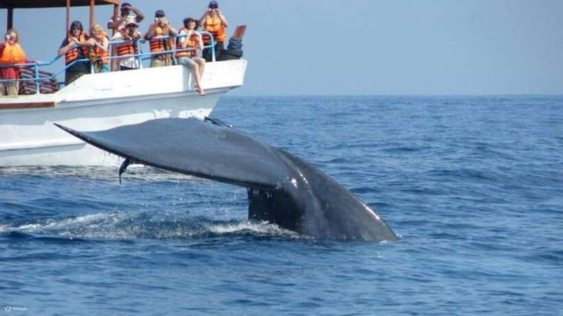 Mirissa: Whale & dolphin Watching Boat Tour with Breakfast - Key things to know before you go