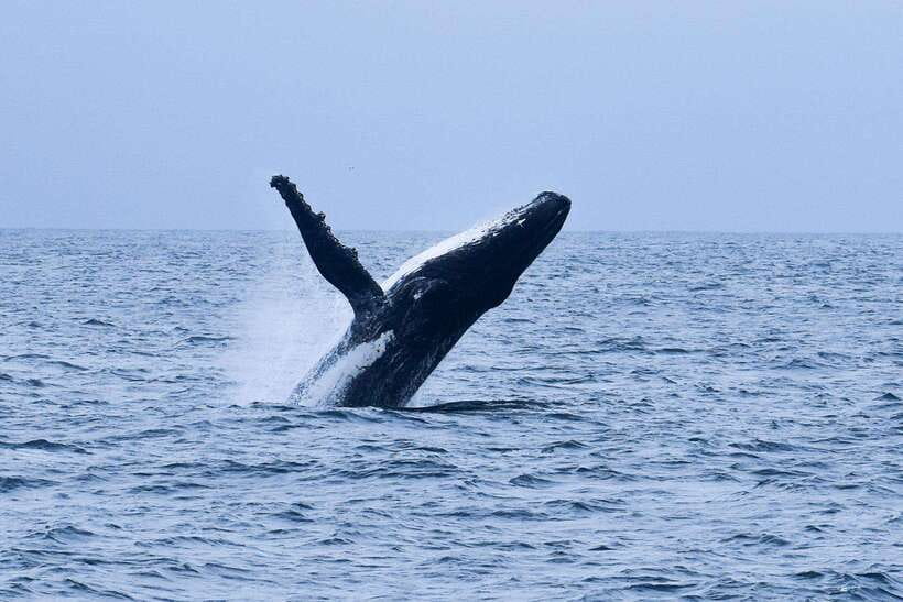 Mirissa: Whale & dolphin Watching Boat Tour with Breakfast - Why this Mirissa whale and dolphin morning matters