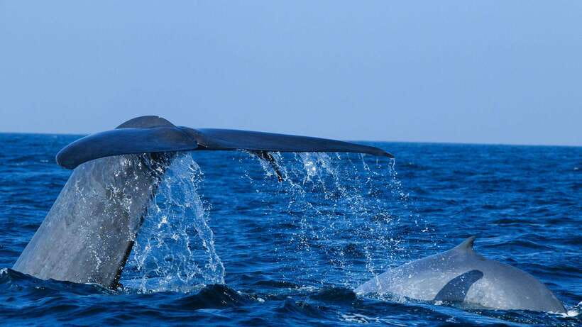 Mirissa: Whale & dolphin Watching Boat Tour with Breakfast - On the water: how to watch for whales and dolphins without getting overwhelmed
