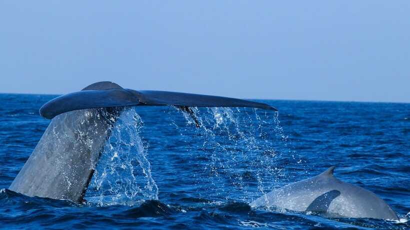 Mirissa: Whale & dolphin Watching Boat Tour with Breakfast - Meeting point, pickup, and how to reduce morning chaos