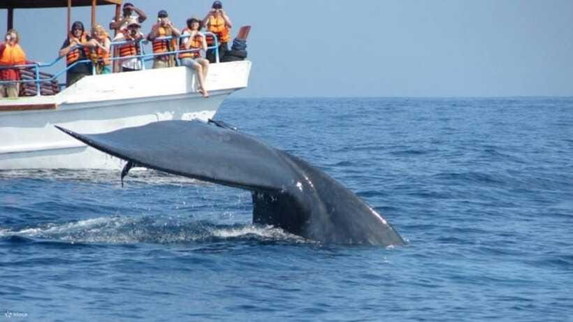 Mirissa: Whale & dolphin Watching Boat Tour with Breakfast - What to bring for comfort on a boat at sunrise