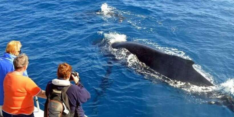Mirissa: Whale & Dolphin Watching Cruise with Breakfast - Key things I’d watch for on this Mirissa cruise