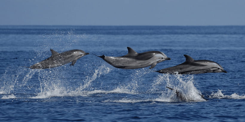 Mirissa: Whale & Dolphin Watching Cruise with Breakfast - Why Mirissa whale watching in the morning is a smart plan