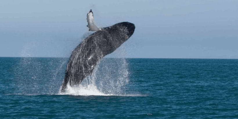 Mirissa: Whale & Dolphin Watching Cruise with Breakfast - The 3 to 4 hour ocean cruise: what the time is really for