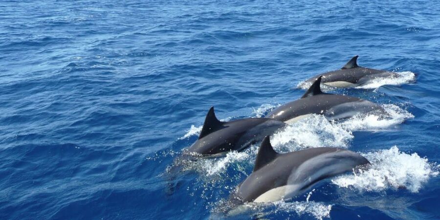 Mirissa: Whale & Dolphin Watching Cruise with Breakfast - What to bring for a comfortable Indian Ocean morning