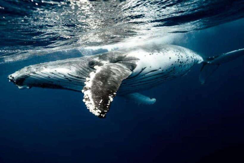 Mirissa: Whale Watching Cruise - Why Mirissa and Kotapola are such a strong whale watching setup