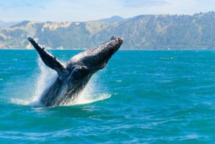 Mirissa: Whale Watching Cruise - What your morning looks like from Mirissa to the boat