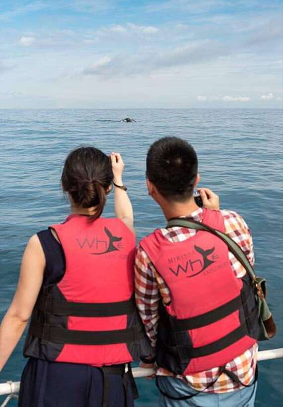 Mirissa: Whale Watching Cruise - On the water: how the cruise experience is meant to work