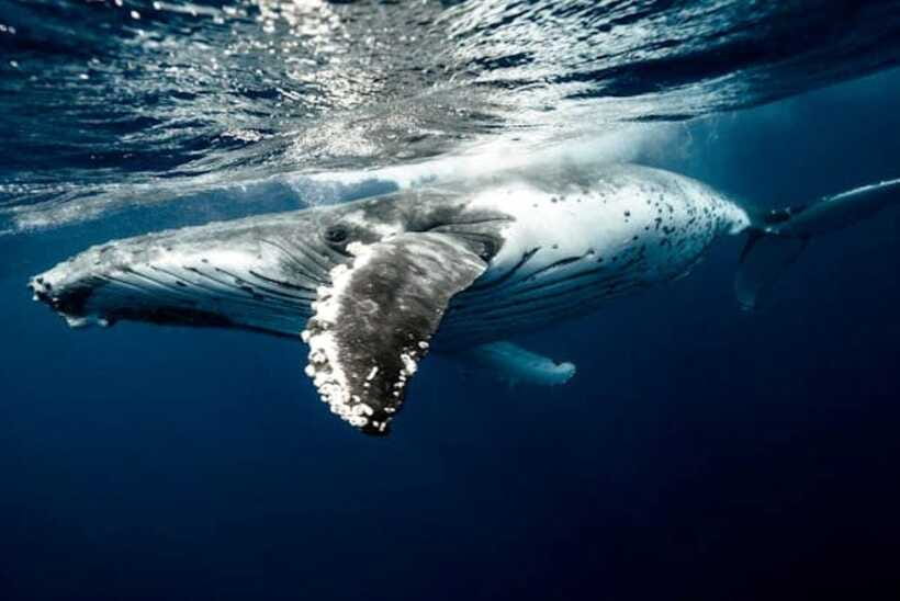 Mirissa: Whale Watching Cruise - Who this cruise is best for (and who should think twice)