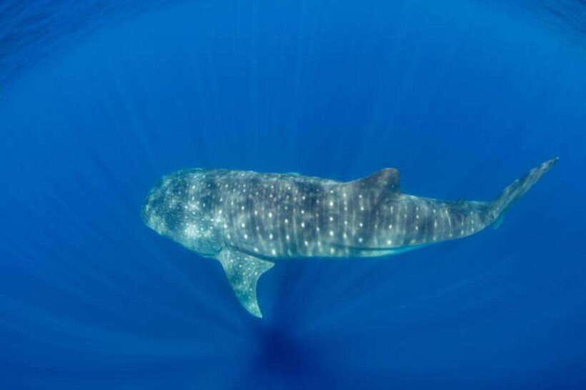 Mirissa: Whale Watching Cruise - Practical value tips before you go