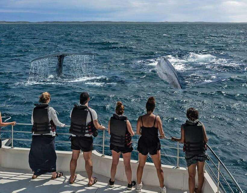 Mirissa: Whale Watching Cruise - Price and time: what the $70 cost really means