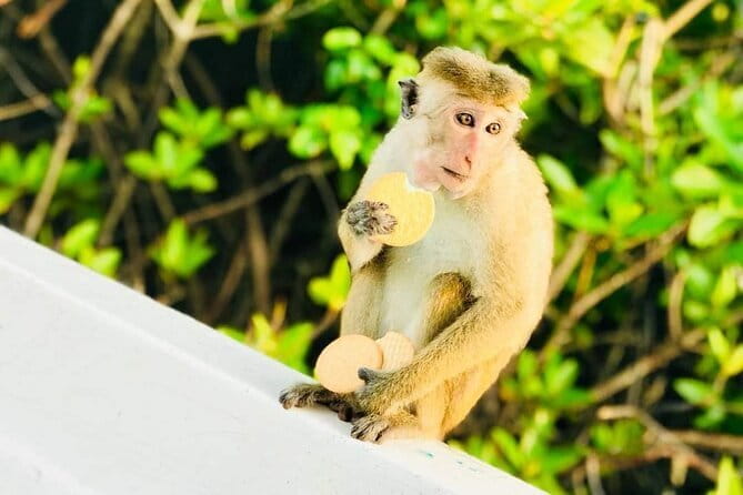 Monkey Island Boat Tour at Negombo Lagoon - Negombo Lagoon boat time: calm views, real-water energy