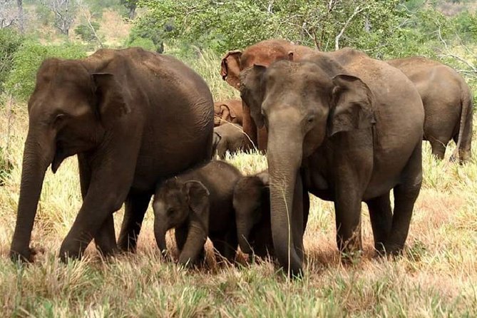 Morning 07 Hour Private Safari at Yala National Park by Yala La Safari Tours - Key highlights to know before you book