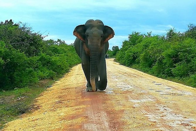 Morning 07 Hour Private Safari at Yala National Park by Yala La Safari Tours - Elephants in a mini-drought: how water shapes the whole safari