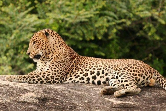 Morning 07 Hour Private Safari at Yala National Park by Yala La Safari Tours - What the 7 to 8 hours feels like in real life