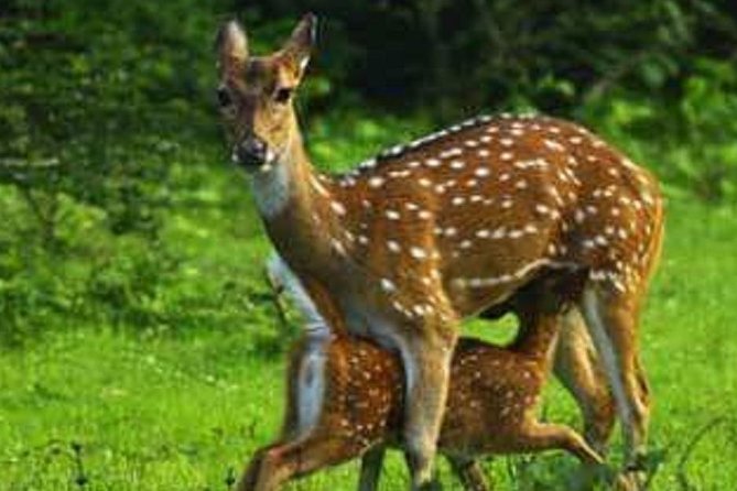 Morning 07 Hour Private Safari at Yala National Park by Yala La Safari Tours - Price and value: is $94 per person worth it?
