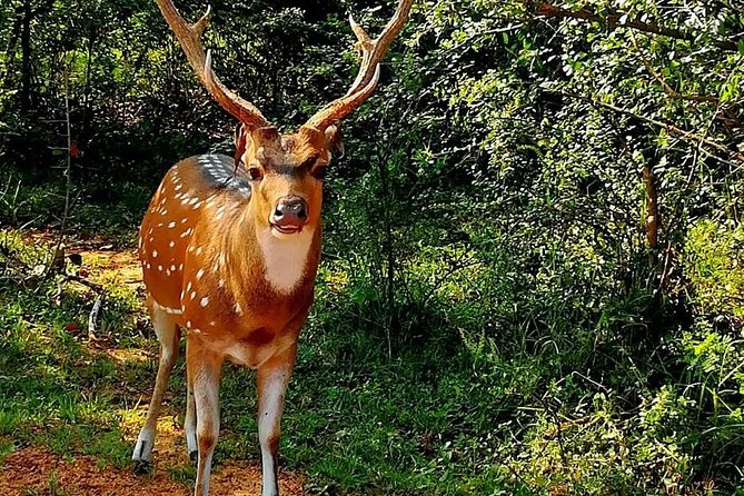 Morning 07 Hour Private Safari at Yala National Park by Yala La Safari Tours - Practical tips to improve your odds without stress
