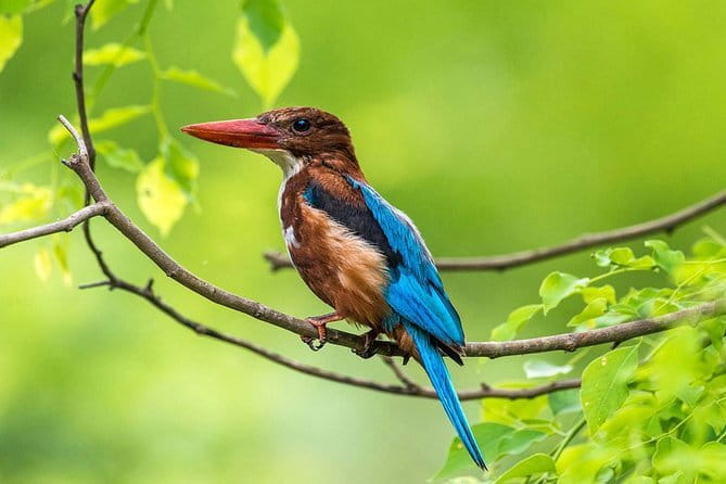 Muthurajawela Bird Watching Tour From Colombo & Negombo - Key Points You Should Know Before You Go