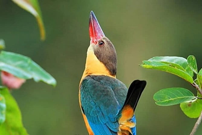 Muthurajawela Bird Watching Tour From Colombo & Negombo - From Colombo Or Negombo To Muthurajawela: The Easy Start