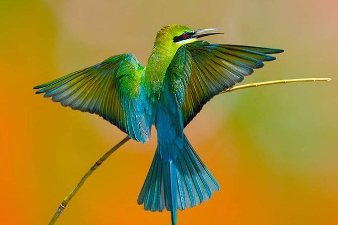Muthurajawela Bird Watching Tour From Colombo & Negombo - Muthurajawela Marsh: Saline Peat Bog And A Protected Wetland System