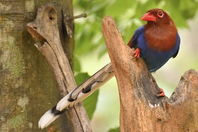 Muthurajawela Bird Watching Tour From Colombo & Negombo - Guides Matter: How to Get Real Bird IDs On This Tour
