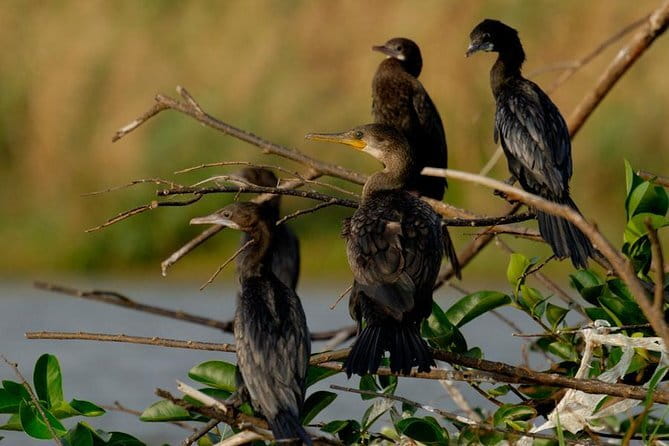 Muthurajawela Bird Watching Tour From Colombo & Negombo - Private Boat Time On Marsh Channels: What You Actually Do