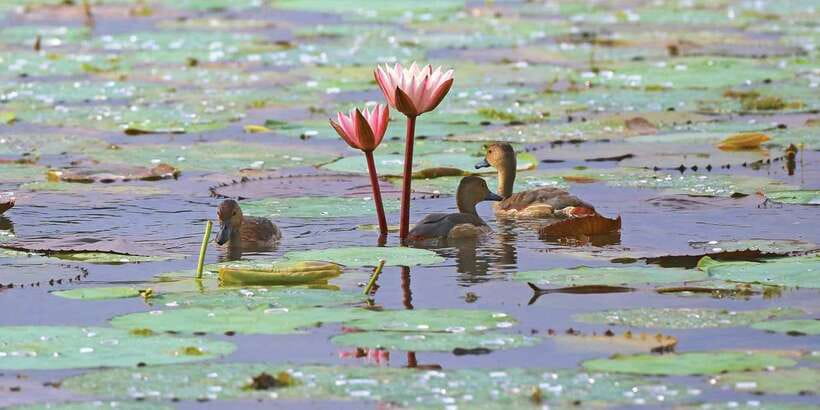 Muthurajawela Bird Watching Tour from Negombo and Colombo - Key things that make this tour work
