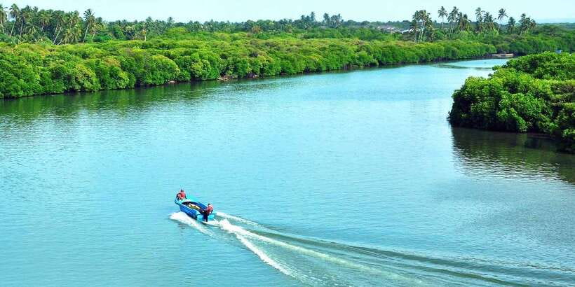 Muthurajawela Bird Watching Tour from Negombo and Colombo - Why Muthurajawela Wetlands is perfect for a morning bird hunt