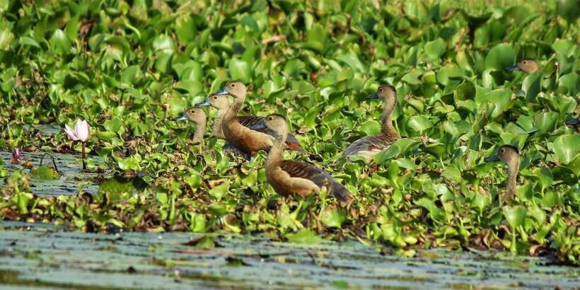 Muthurajawela Bird Watching Tour from Negombo and Colombo - Getting there from Negombo or Colombo, and why tuk tuk pickup helps