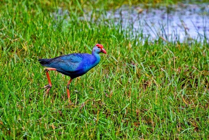 Muthurajawela Bird Watching Tour from Negombo / Colombo - What the Guide Adds: Turning Bird Names into Marsh Understanding