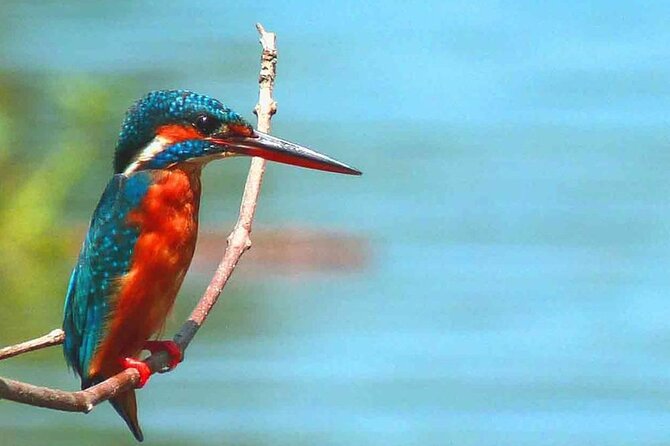 Muthurajawela Bird Watching Tour from Negombo / Colombo - Light Refreshments That Actually Make Sense