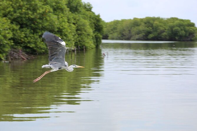 Muthurajawela Bird Watching Tour from Negombo / Colombo - Boarding the Boat at Muthurajawela: What You’re Really Doing for 2.5 Hours