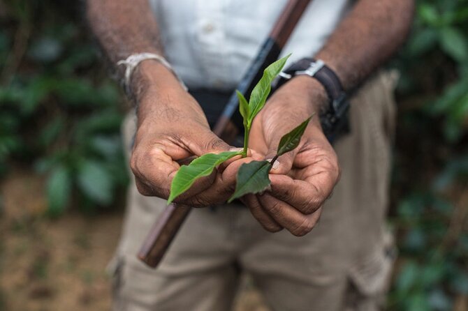 Nandana Tea Walking Tour in Sri Lanka - Key highlights of the Nandana Tea Walking Tour