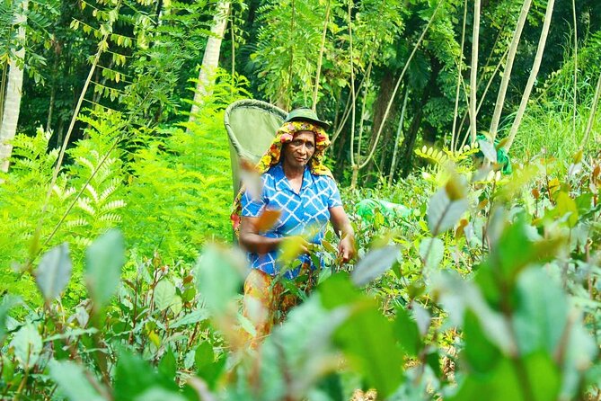 Nandana Tea Walking Tour in Sri Lanka - Tea tasting: how to make it more than a sip